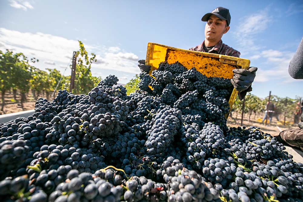 Adrian Contreras deposits Syrah grapes into a bin during the 2019 harvest in the Red Mountain AVA, near Pasco, Washington. Some winemakers still want and can afford hand-harvesting, and his crew is happy to deliver, said grower Dick Boushey. (TJ Mullinax/Good Fruit Grower)