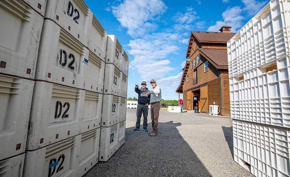 Ciel du Cheval Vineyard’s Kade Casciato, left, and Boushey look over several bins at the winery during the 2019 harvest on Red Mountain. (TJ Mullinax/Good Fruit Grower)