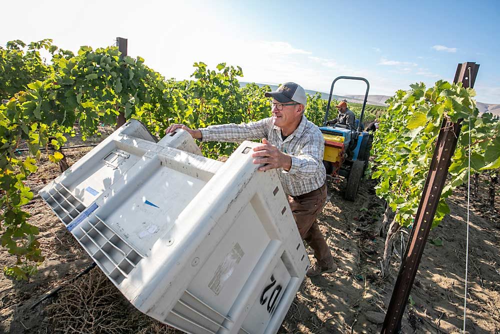 Dick Boushey, a grower of award-winning wine grapes, helps Jose Cepeda, right, with bins during the 2019  harvest on Red Mountain near Pasco, Washington, in September. Boushey manages his own vineyard in the Lower Yakima Valley, along with several other vineyards on Red Mountain. (TJ Mullinax/Good Fruit Grower)