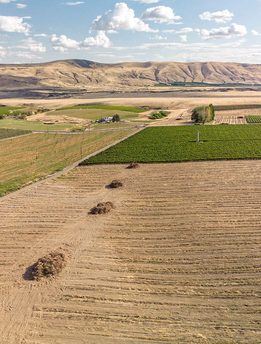 An unrenewed contract led Olsen Brothers Ranches near Benton City, Washington, to pull these Syrah grape vines. A Merlot block stands intact beyond that, but in the far distance, Cabernet Sauvignon blocks have also been pulled. (TJ Mullinax/Good Fruit Grower)