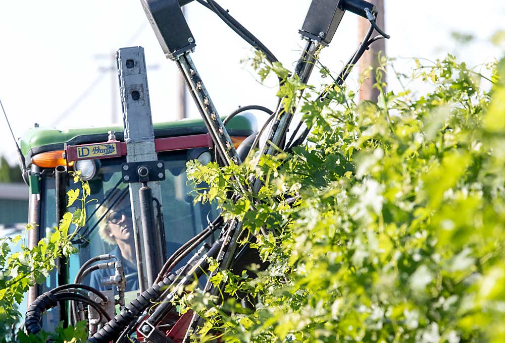 Horse Heaven Hills wine grape grower Oliver May hedges his Cabernet Sauvignon vines with a tractor-mounted ID David X Factor hedger in June at his Discovery Vineyard near Alderdale, Washington. (Ross Courtney/Good Fruit Grower)