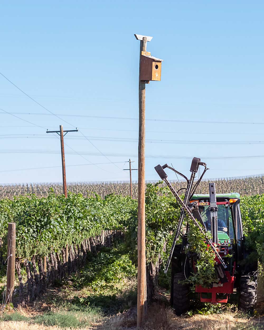 May finishes hedging a row under a kestrel box, one of several habitats he maintains on his farm for rodent and bird control. (TJ Mullinax/Good Fruit Grower)