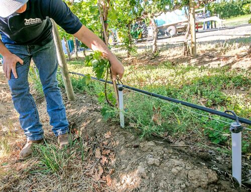 Underground watering spreads across vineyards