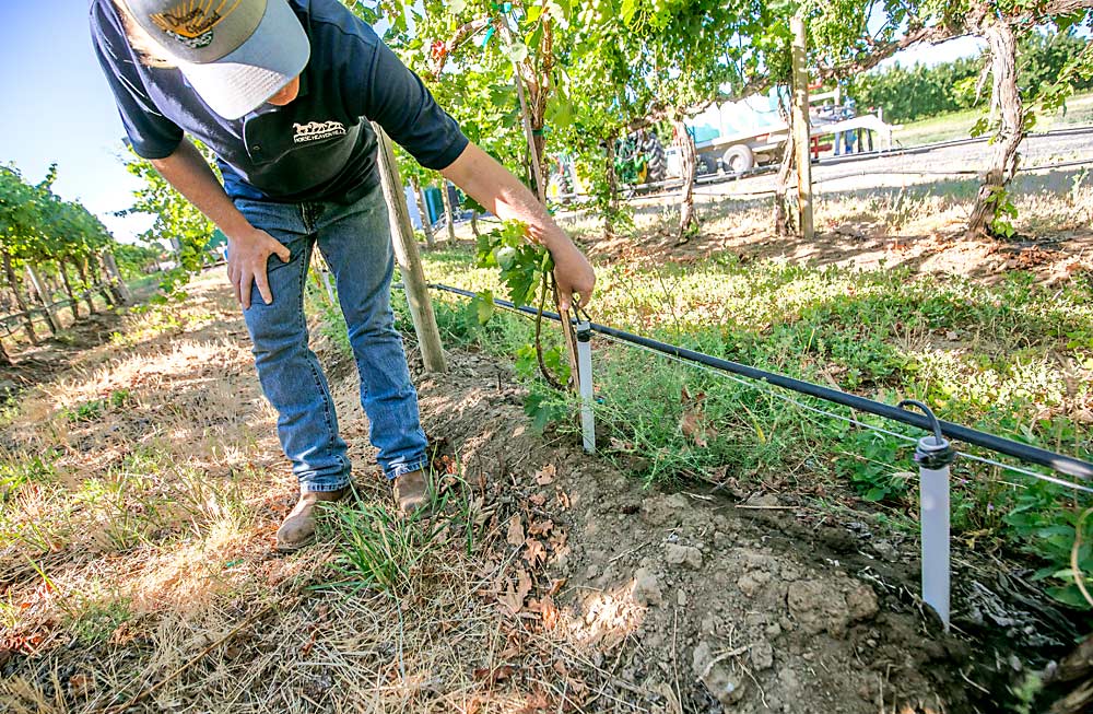 Oliver May of Discovery Vineyard in Central Washington rigged up subsurface irrigation for replanted Cabernet Sauvignon vines by using a drip irrigation emitter to divert water directly to the roots via a PVC pipe inserted in the ground. The method is helping the young vines, replanted in 2022 after rogueing for grapevine leafroll disease, catch up to their mature neighbors that were planted in 2005. (TJ Mullinax/Good Fruit Grower)