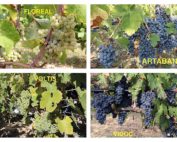 The French National Institute for Agricultural Research, INRA, has released four new wine grape cultivars that are resistant to powdery mildew and downy mildew, offering growers the chance to reduce fungicide applications from more than a dozen a year to just a couple. Their listing in the Official French Catalogue, which does not include traditional French-American hybrids, suggests a new opportunity for breeders to solve problems facing the traditional, esteemed wine cultivars. (Photos courtesy INRA)