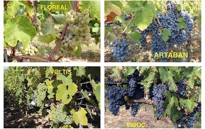 The French National Institute for Agricultural Research, INRA, has released four new wine grape cultivars that are resistant to powdery mildew and downy mildew, offering growers the chance to reduce fungicide applications from more than a dozen a year to just a couple. Their listing in the Official French Catalogue, which does not include traditional French-American hybrids, suggests a new opportunity for breeders to solve problems facing the traditional, esteemed wine cultivars. (Photos courtesy INRA)