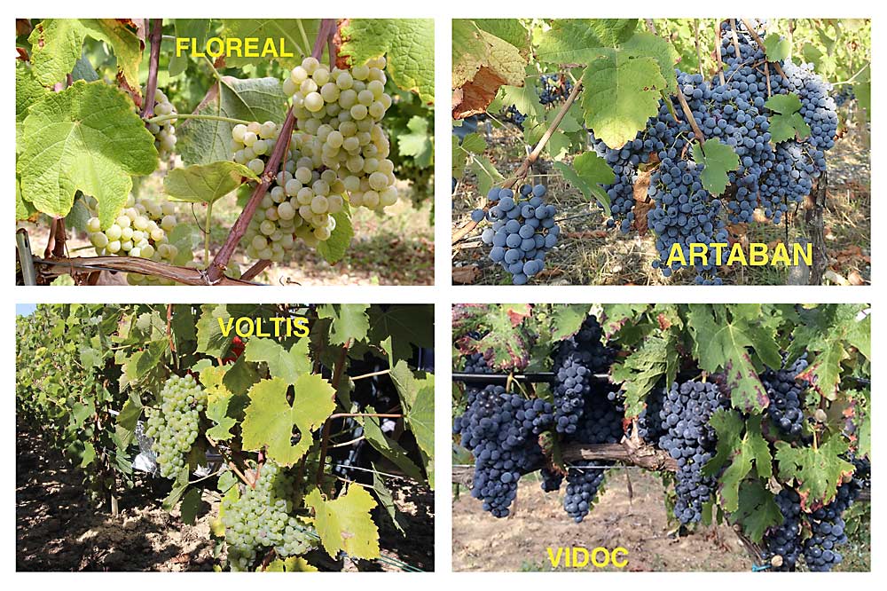 The French National Institute for Agricultural Research, INRA, has released four new wine grape cultivars that are resistant to powdery mildew and downy mildew, offering growers the chance to reduce fungicide applications from more than a dozen a year to just a couple. Their listing in the Official French Catalogue, which does not include traditional French-American hybrids, suggests a new opportunity for breeders to solve problems facing the traditional, esteemed wine cultivars.  (Photos courtesy INRA)