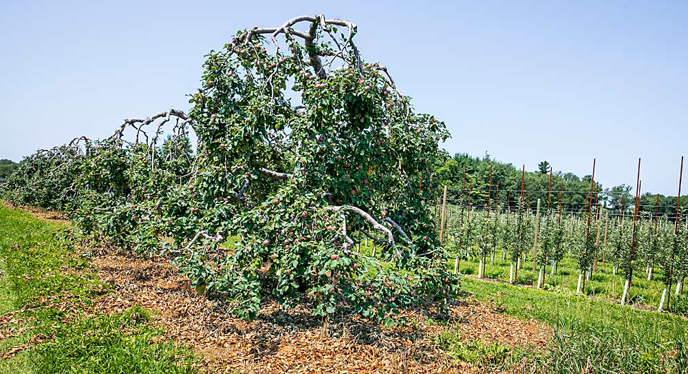 The Dooneys’ home farm features a mix of new and old blocks, including these Paula Red trees that Hayden Dooney said are some of the more profitable trees on the property and produce high yields of early apples, despite their unlikely looks. (TJ Mullinax/Good Fruit Grower)