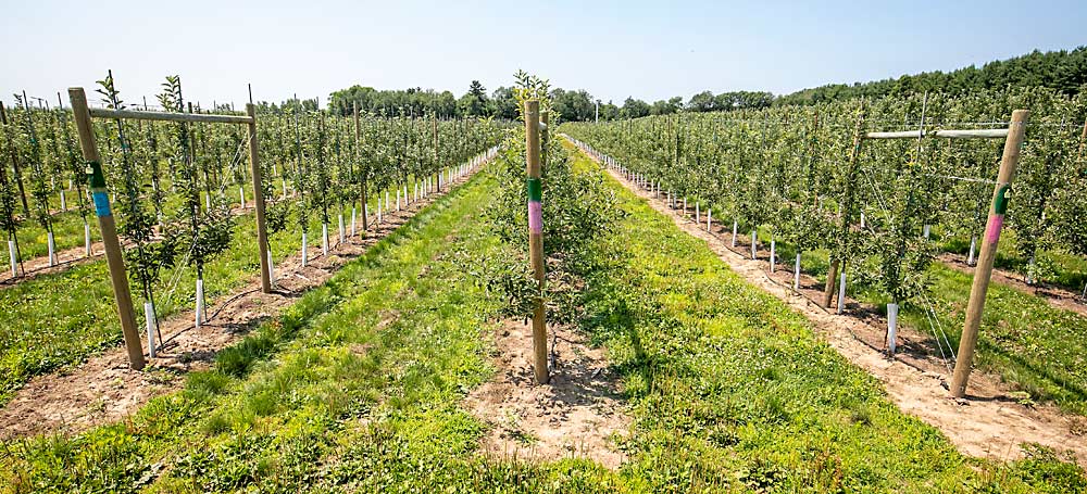 Hayden Dooney’s day job with Norfolk Fruit Growers’ Association gives him an advantage when it comes to thinking about which apples to invest in for the future, such as this Ambrosia block. (TJ Mullinax/Good Fruit Grower)