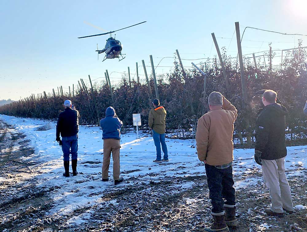 Growers watch a helicopter attempt to blow leaves off apple trees in January in Washington’s Yakima Valley, where a warm fall followed by a sudden freeze prevented normal leaf drop. The lingering leaves caused pruning headaches, so several growers held an informal field trial testing ways to remove the stubborn leaves. (Courtesy Keith Veselka/NWFM)