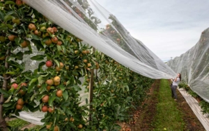 Drape Net staff member, Ingrid Pilk, pulls the over-row netting down from the top to fully cover this row of Envy apples during the 2018 International Fruit Tree Association New Zealand Study Tour on February 19, 2018, in the Nelson area. Pilk was part of a two person team demonstrating how fast she and the tractor driver (on opposite side of tree row) could install and remove the product. (TJ Mullinax/Good Fruit Grower)