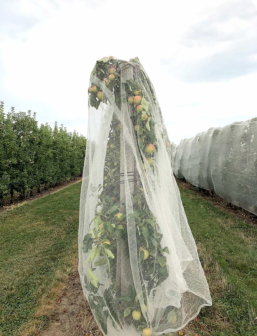 Even if it doesn’t hail, growers say drape netting pays for itself in bird control alone. (Courtesy Paul Wafler)