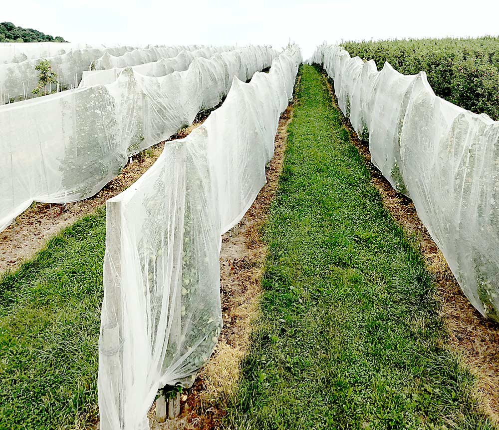 Conventional drape nets cover single rows of trees at Wafler Farms. After much experimentation, Wafler decided he preferred covering two rows instead of one with netting. Covering two rows uses less material, and the netting doesn’t rub against the apples as much. (Courtesy Paul Wafler)