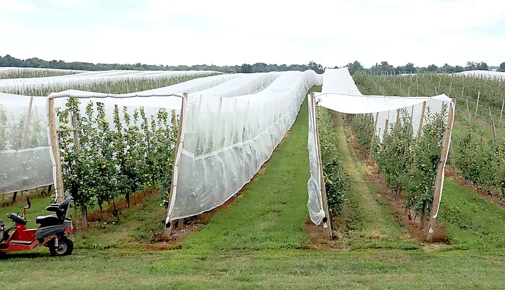 Drape nets cover two rows of apples each at Wafler Farms in Wolcott, New York. In Paul Wafler’s “tall spindle tip” system, trees are planted in alternating rows of 13 feet and 7 feet. Trees on either side of the wide rows are tipped inward, so the tops are 10 feet apart in each row. He said using netting to cover two rows instead of one works better for this system. (Courtesy Paul Wafler)