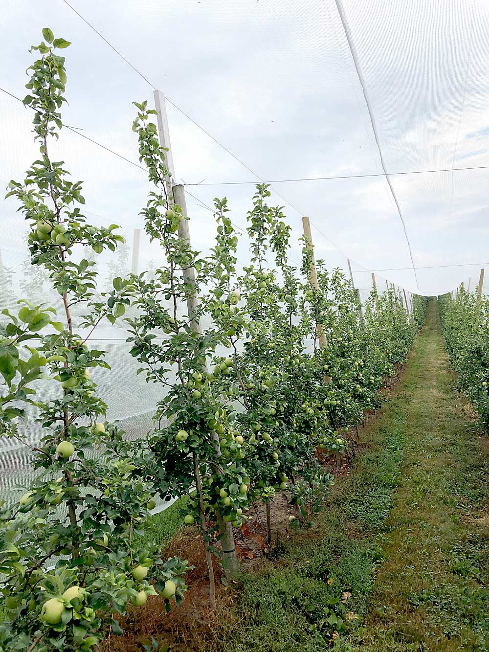 Wafler’s two-row netting system allows workers to perform horticultural tasks between rows without having to unlock or move parts of the net. When taking the netting down just before harvest, they roll it up by machine, wrap a protective cover around it and place it at the end of the row. (Courtesy Paul Wafler)