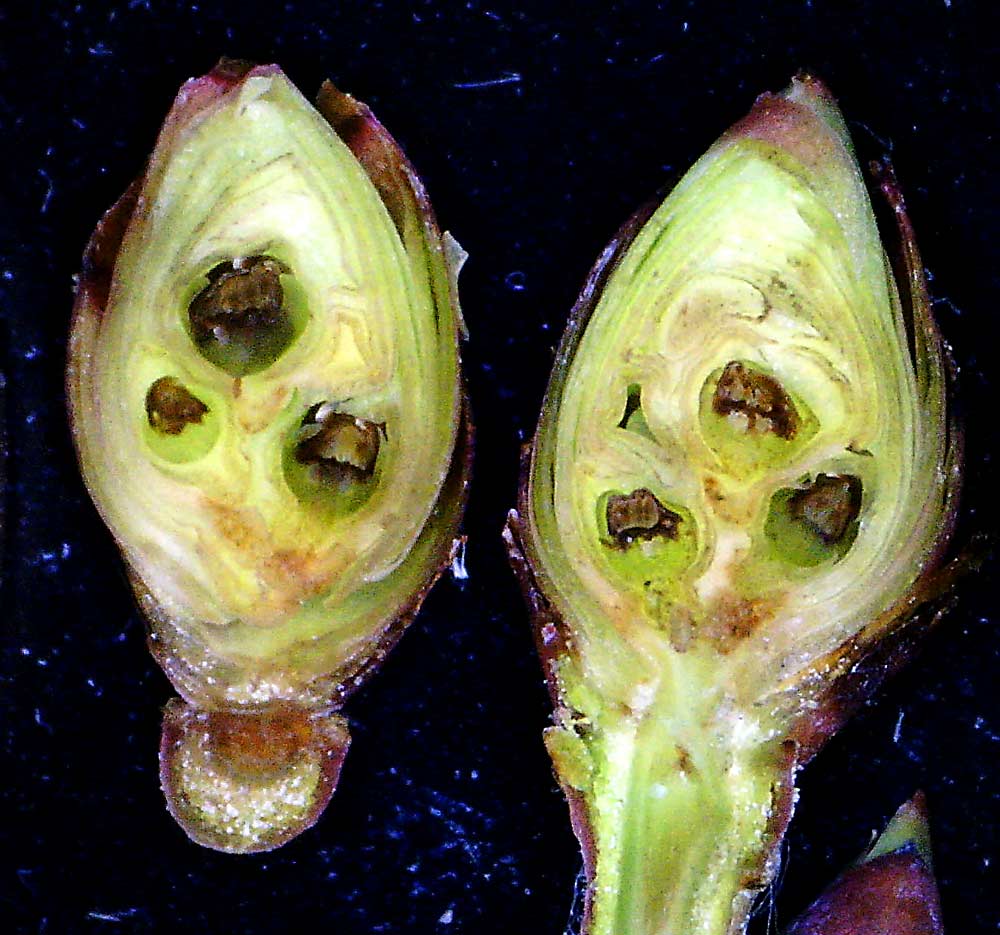 Dead flower initials appear brown, unlike healthy ones that would be green balls, in this Draper bud that was exposed to minus 18 degrees Fahrenheit. (Courtesy Gwen Hoheisel/Washington State University)
