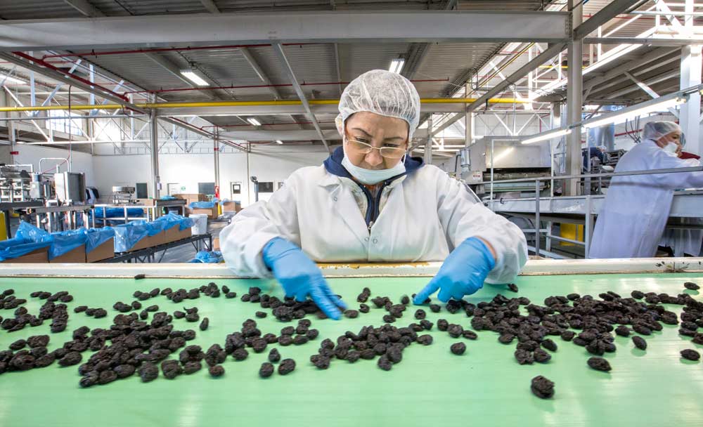 Elena Armenta looks for dried sweet cherries that may contain pits or otherwise should not be packed last year at the Sunrise Fresh Dried Fruit and Nut Co. processing facility in Linden, California. She has worked for the business for almost a decade. (TJ Mullinax/Good Fruit Grower)
