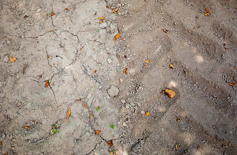 Cultivating apples without irrigation takes careful soil management. Devoto discs his ground twice in the spring, then cultipacks with a ring roller, aiming to create a crust that seals in moisture, as pictured here. (TJ Mullinax/Good Fruit Grower)