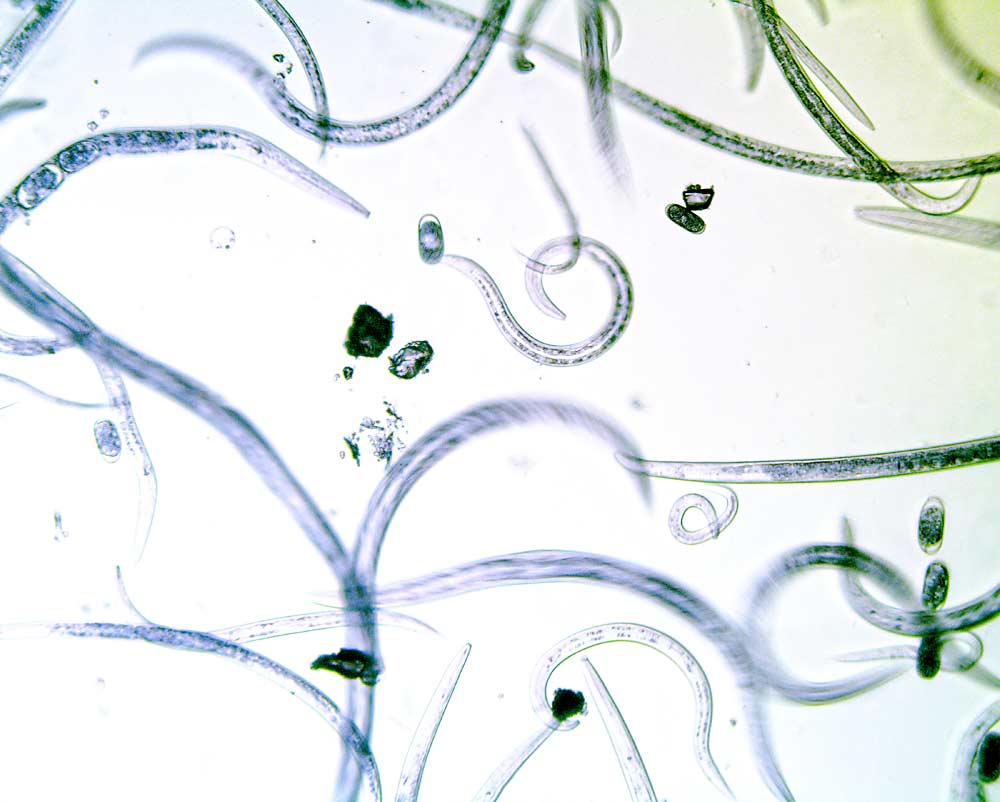 The duff — decomposing plant material near the soil surface — teems with nematodes. In this large group of microscopic roundworms, there are both beneficial nematodes and plant-feeding nematodes, and assessing the numbers of each can help determine soil health. (Courtesy Tianna Dupont)