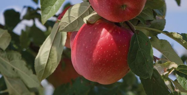 A key question for Minnesota growers is whether SweeTango is a club, niche apple of minor consequence or a “Honeycrisp killer” destined for the mainstream.