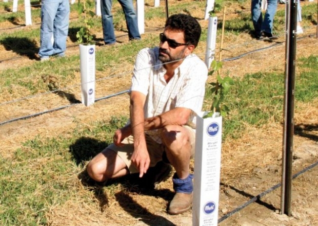 Markus Keller says that regulated deficit irrigation can be beneficial for most red wine grape varieties, but timing of stress is important. During a field day last summer, he showed the drip system installed in a new Washington  State University wine grape planting.