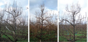 D’Anjou pear trees in the Apogee trial are shown in November 2012. Left tree is untreated, middle received single application of Apogee during the growing season when shoots were two inches long, and right tree received two Apogee applications (second applied when regrowth observed). Photos courtesy of Oregon State University 