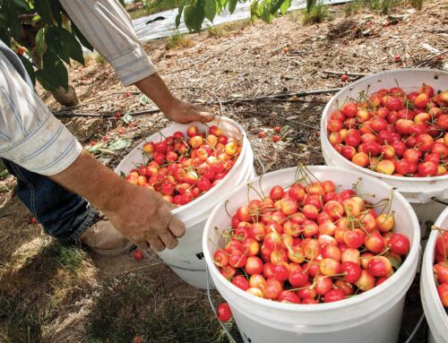 Northwest Cherry Growers estimates a 21-million-box crop for 2024