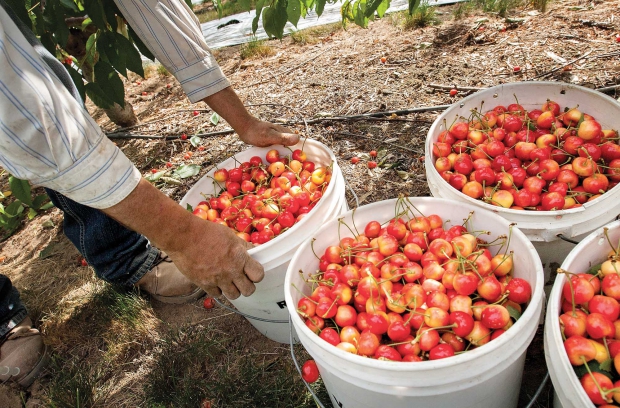 Part of an Early Robin cherry harvest in Moxee helped set records in the Northwest in 2014.  Washington, Oregon, and California now have more than 85,000 acres devoted to growing sweet cherries. Consumer demand continues to grow. (TJ Mullinax/Good Fruit Grower)