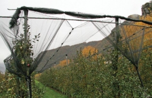 Hail nets protect an orchard in Italy. 