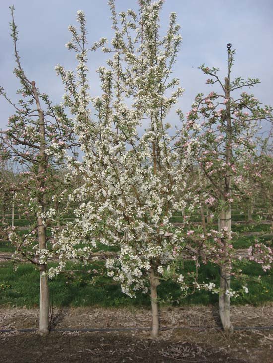 The apple industry uses Manchurian crab as a pollinizer because of its compatibility with the major apple varieties. This Manchurian is pictured in a Gala orchard.