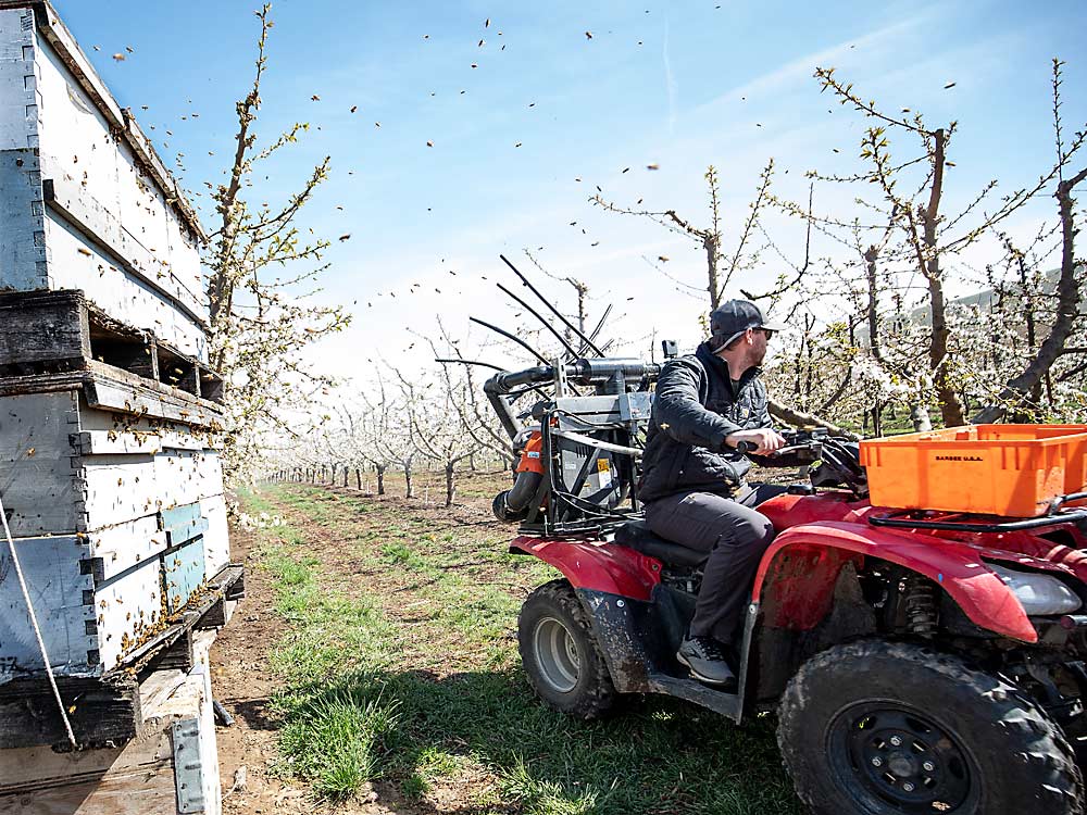 Craig Harris of Moxee, Washington, sprays dry pollen with a homebuilt electrostatic applicator to give his honey bee friends a boost. (TJ Mullinax/Good Fruit Grower)