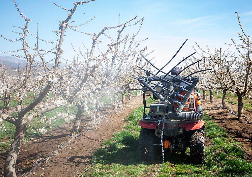 Craig Harris of Moxee, Washington, tests an electrostatic dry pollen applicator built on his farm with scaffolding, electrical tape, a backpack leaf blower and copper wire. (TJ Mullinax/Good Fruit Grower)