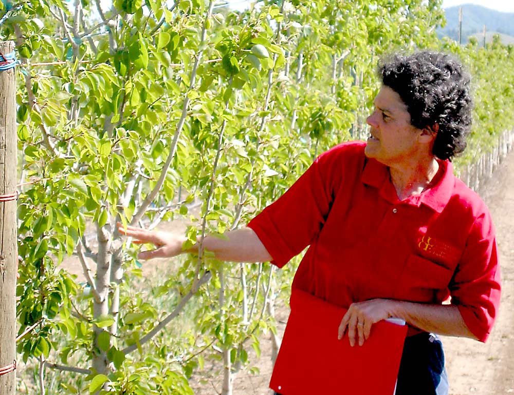 Rachel Elkins, University of California Cooperative Extension pomology farm adviser, gives a talk in a California pear block in 2007. She and nine other faculty retired from the extension program during summer 2020. (Courtesy University of California Agriculture and Natural Resources)