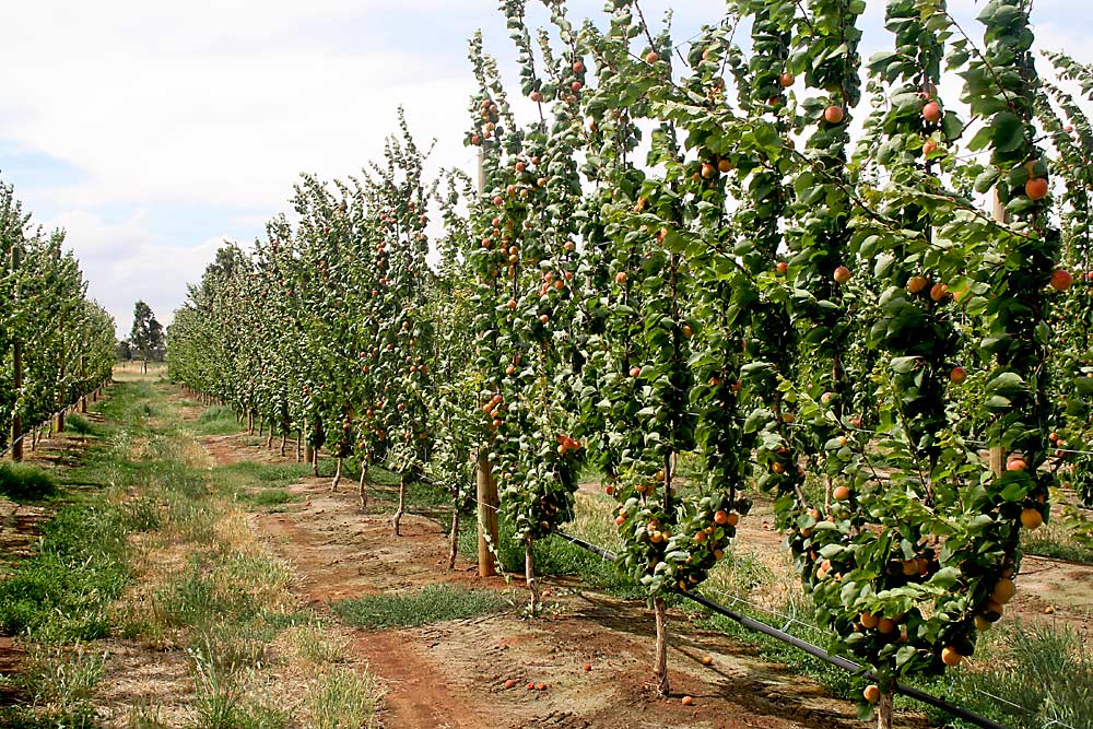 Suapri 9 Honeycot on Prunus cerasifera, Marianna GF81, trained in a fruiting wall system and cropped in third leaf. The second harvest of these trees, in third leaf, took place in late November. Fruit quality was excellent, and the returns covered most of the establishment costs. (Courtesy Bas Van Den Ende)