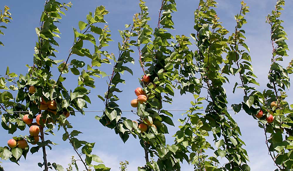 The leaders were not headed, encouraging them to set as many apricots as possible to keep the trees calm. Horizontal shoots were encouraged to develop into future fruiting units. Strong semi-upright shoots were stubbed back to form shorter and weaker shoots. Strong vertical shoots were removed in spring and summer. (Courtesy Bas Van Den Ende)