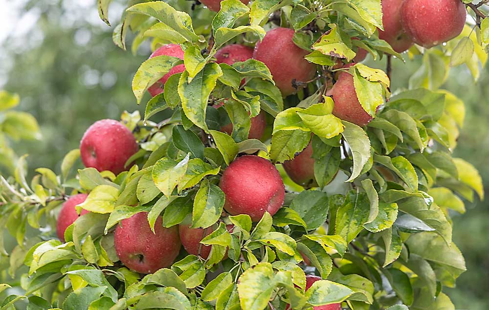 Using high-density progressive growing techniques and tight water and fertilizer applications, the Engelsmas produce large volumes of high-quality apples, like the Honeycrisp seen here.  (Matt Milkovich/Good Fruit Grower)