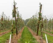 Double-leader Honeycrisp trees on Budagovsky 9 rootstock at Engelsma’s Apple Barn in the greater Grand Rapids area of Michigan. Planted in 2020, the leaders are spaced 8 feet by 1.5 feet. There are 4,000 leaders per acre. (Matt Milkovich/Good Fruit Grower)