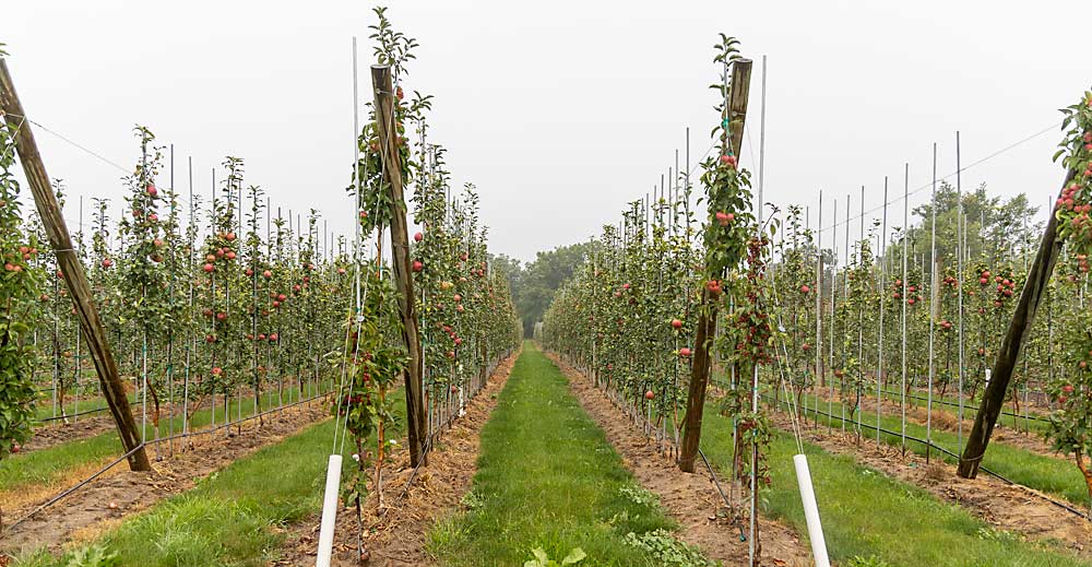 Double-leader Honeycrisp trees on Budagovsky 9 rootstock at Engelsma’s Apple Barn in the greater Grand Rapids area of Michigan. Planted in 2020, the leaders are spaced 8 feet by 1.5 feet. There are 4,000 leaders per acre. (Matt Milkovich/Good Fruit Grower)
