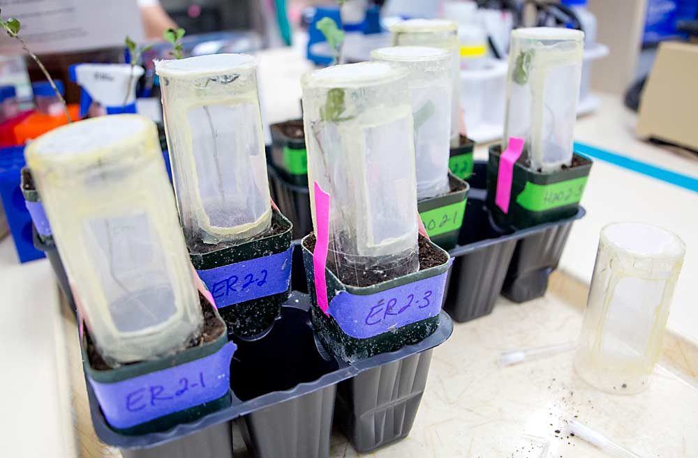 Tubes infested with pear psylla cover seedlings. The plants in pots marked with blue tape were treated with erythritol and the seedlings marked with green were treated with water as a control. (Ross Courtney/Good Fruit Grower)