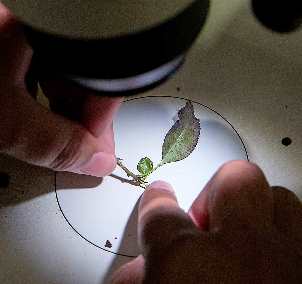 In this close-up, Wentz peers through a microscope to search for psylla eggs. (Ross Courtney/Good Fruit Grower)