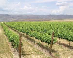 The Lewis-Clark Valley has 16 vineyards and three bonded wineries. <b>Courtesy Coco Umiker</b>