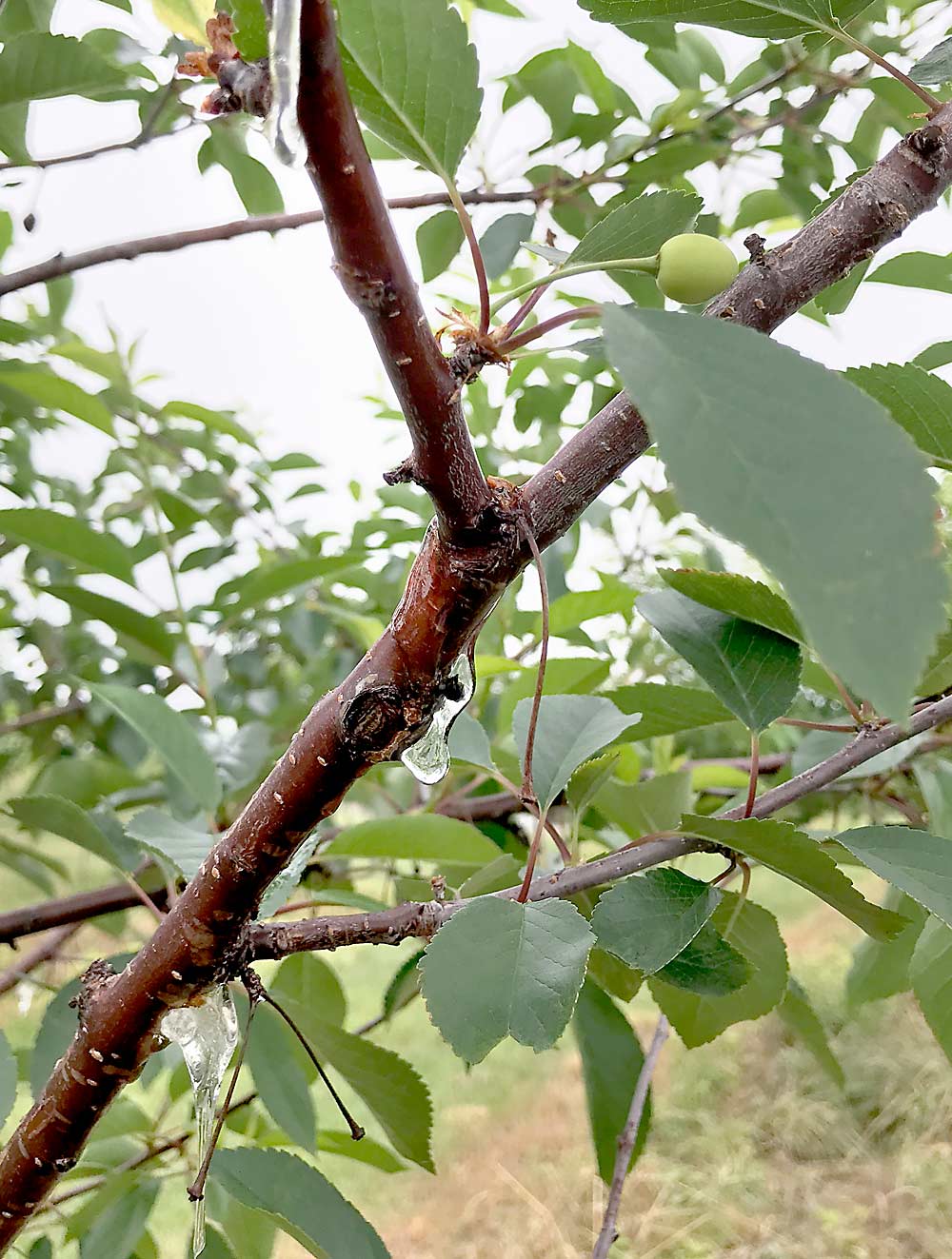 A tart cherry tree at the Northwest Michigan Horticulture Research Center in late July 2019. The clear sap hanging down is from gummosis, likely the result of high rates of ethephon. Gummosis is one of the potential drawbacks of applying high rates of the plant growth regulator. (Courtesy Nikki Rothwell/Michigan State University)