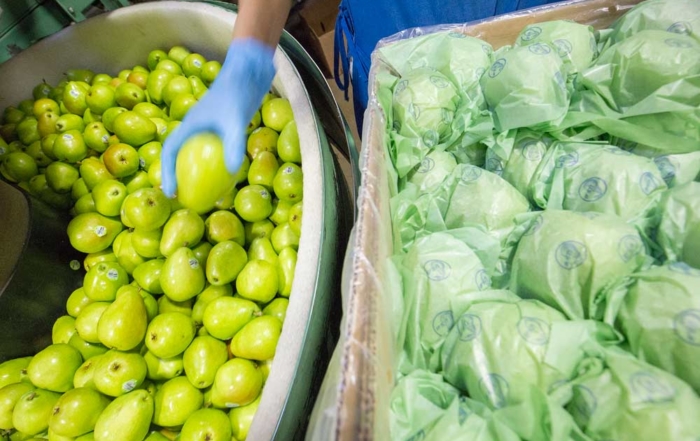 D’Anjou pears from the 2015 harvest being packed in Peshastin, Washington. (TJ Mullinax/Good Fruit Grower file photo)