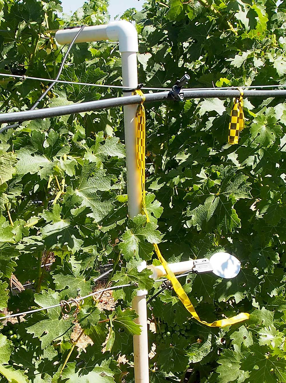 This photo from a 2018 research trial shows the leaf wetness sensor, bottom right, and the mist emitter. Courtesy Ben-Min Chang/Washington State University