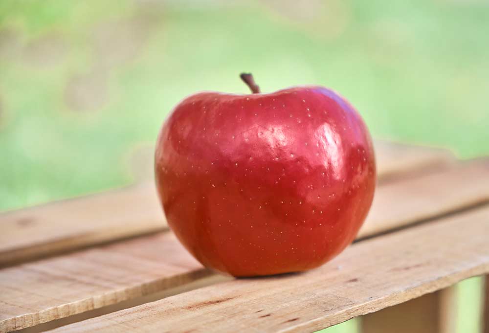 MAIA-Mitchell, the new strain of MAIA-1, has more vibrant red skin than its predecessor. Like MAIA-1, MAIA-Mitchell apples that meet quality standards will be marketed as EverCrisp. (Courtesy Midwest Apple Improvement Association)
