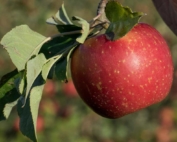 The Midwest Apple Improvement Association is developing U.S. and international marketing strategies for its first commercial release: the MAIA1 variety/EverCrisp apple. (Courtesy of MAIA)