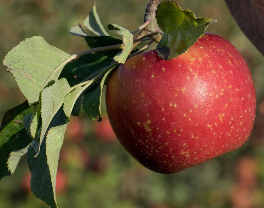 The Midwest Apple Improvement Association is developing U.S. and international marketing strategies for its first commercial release: the MAIA1 variety/EverCrisp apple. (Courtesy of MAIA)
