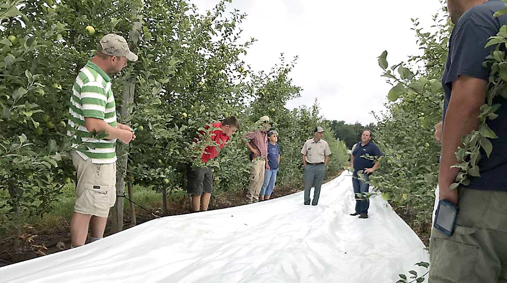 Tom and Alison DeMarree host an Extenday fabric demonstration in a Honeycrisp block at their farm in Wayne County, New York, in 2018. Cornell University’s Lake Ontario Fruit Program conducted a field trial of reflective fabric at the DeMarree farm that year. The trial determined that fabric can improve red coloring in apples, thereby improving growers’ bottom lines. (Courtesy Mario Miranda Sazo/Cornell University)