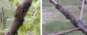 Left: A classic bacterial canker symptom showing cankers and gummosis of woody tissue. Right: Bacterial canker on a scaffold George Sundin 