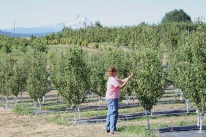 OSU technician Janet Turner demonstrates how the Horner pear rootstock selections that are being evaluated at Hood River vary tremendously in size. 